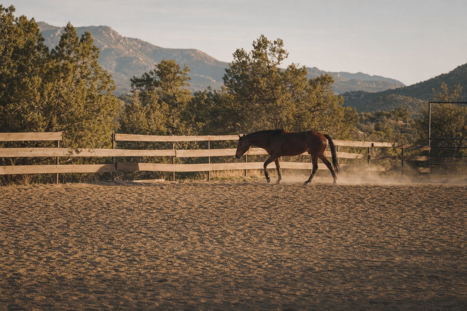Horse walking quietly through a high-desert arena in late afternoon