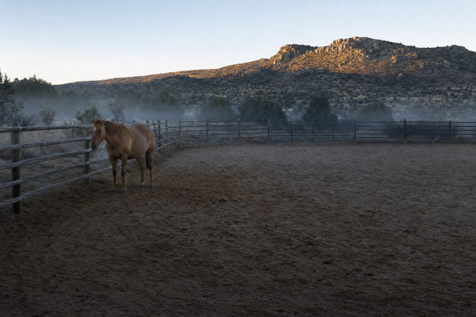Horse standing quietly in a high-desert arena at dawn
