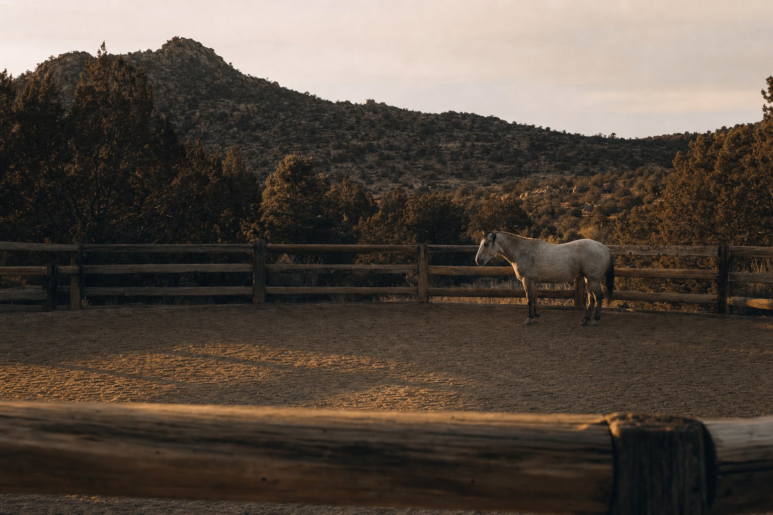 Horse resting quietly in an Arizona ranch round pen at golden hour
