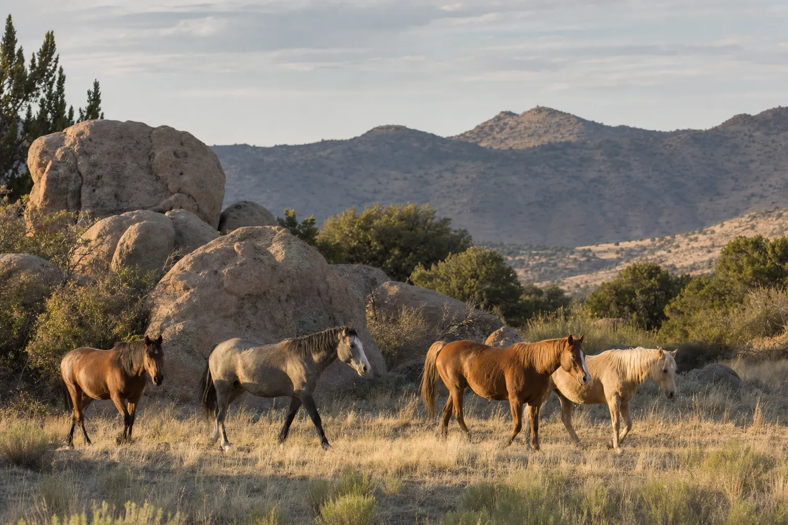 Horses moving across open ranch country