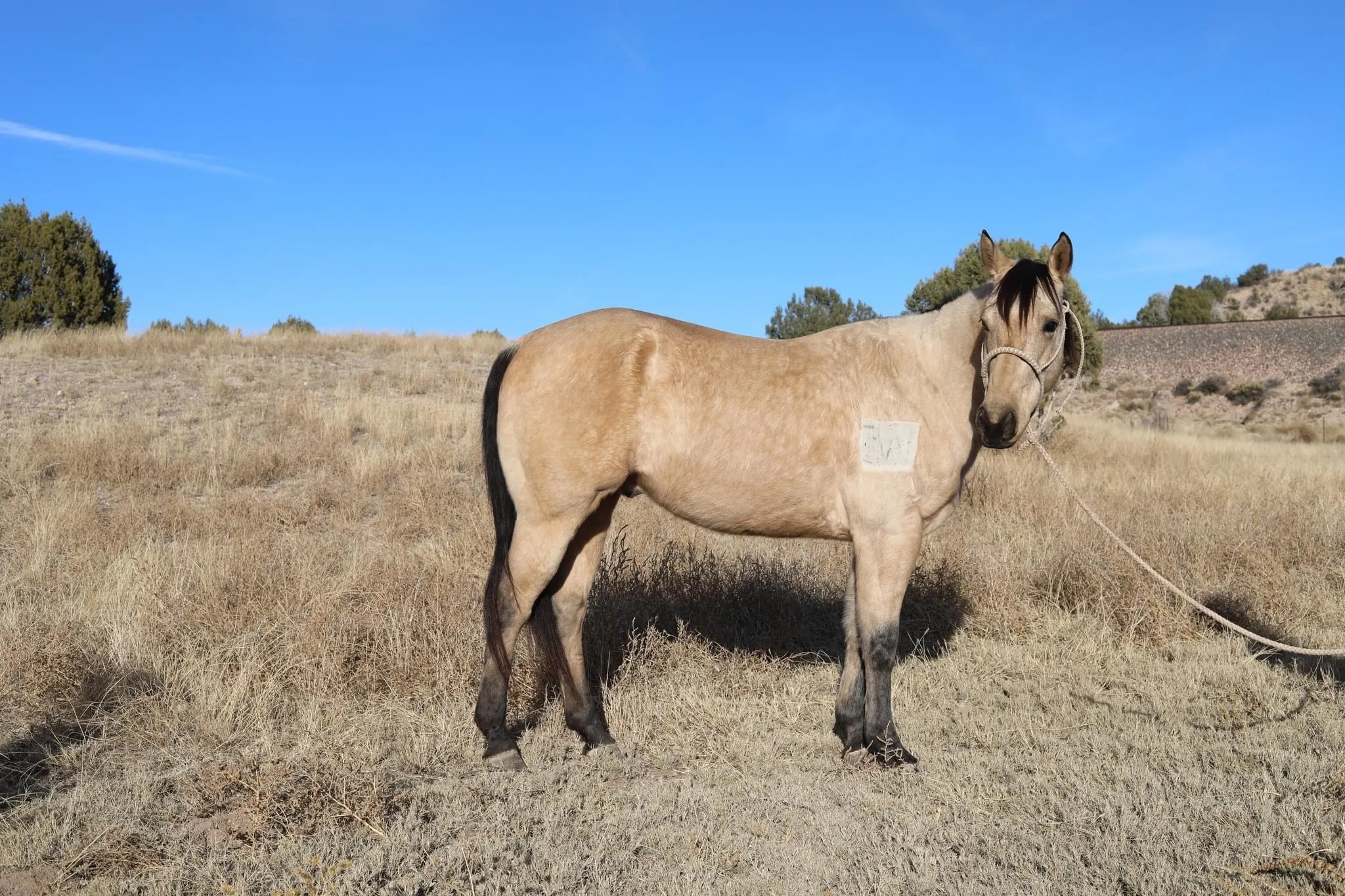 Horse photographed at Bar W