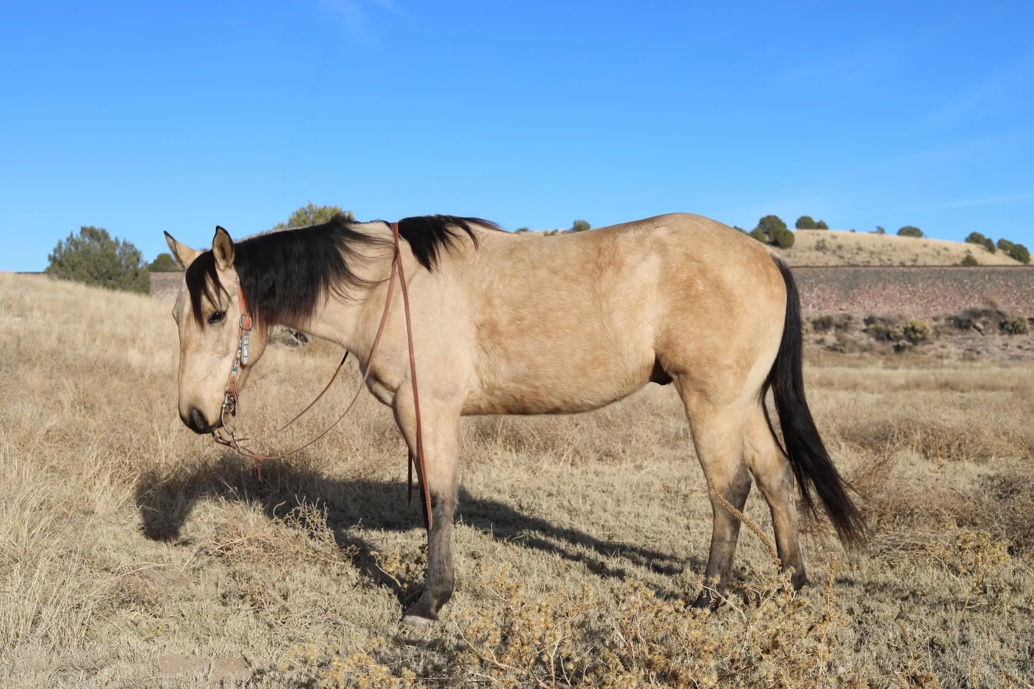 Horse photographed at Bar W