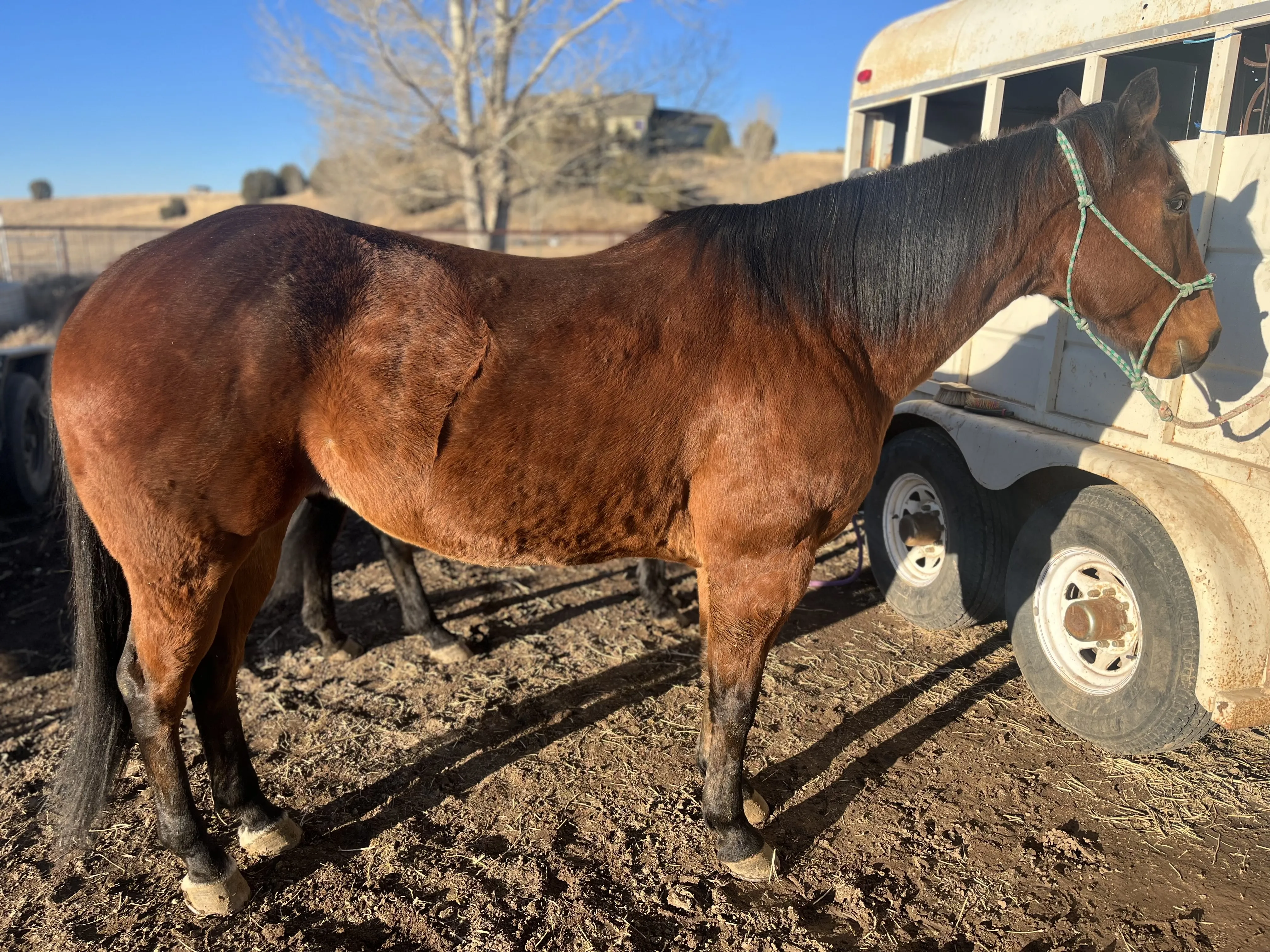 Horse photographed at Bar W