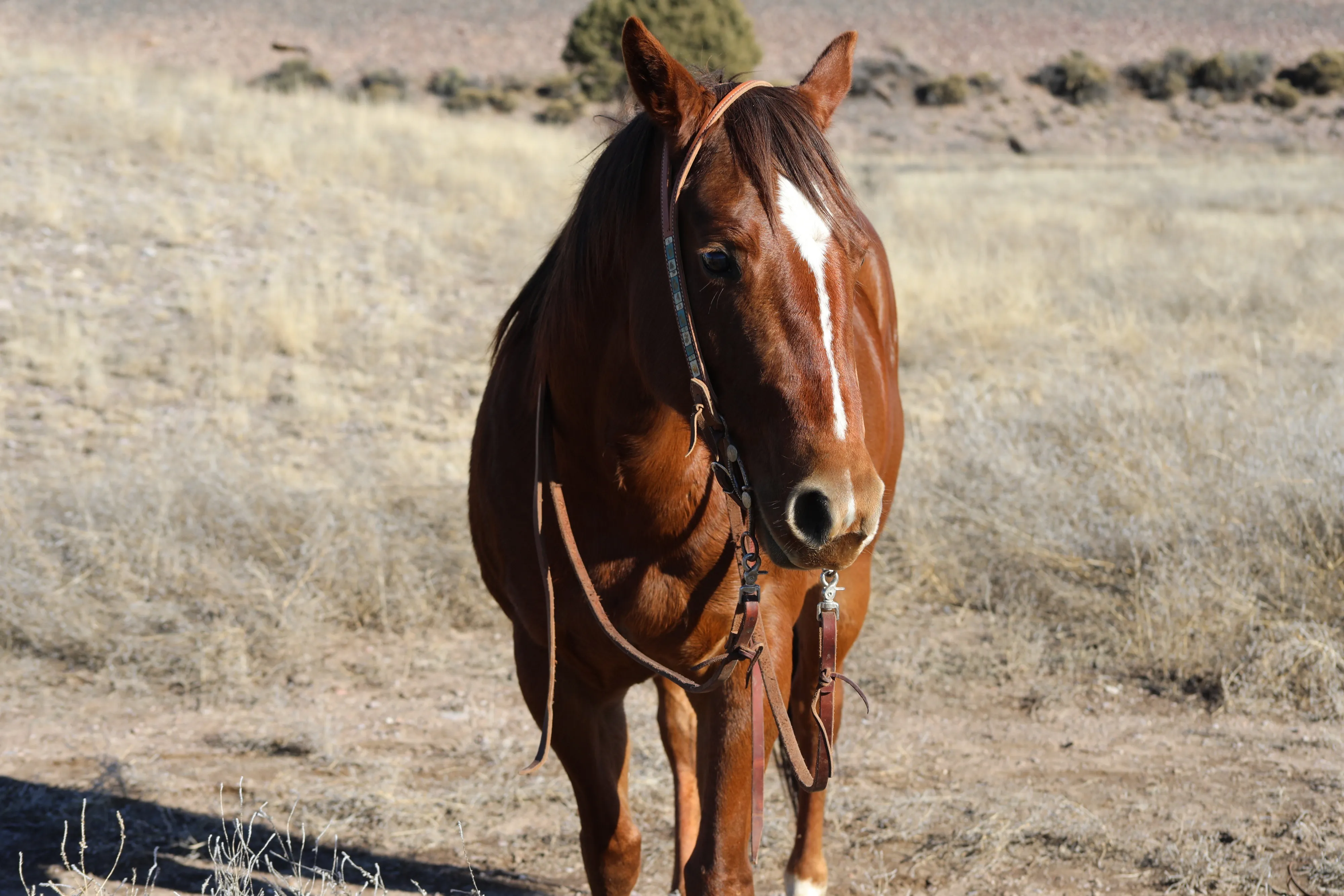 Horse photographed at Bar W