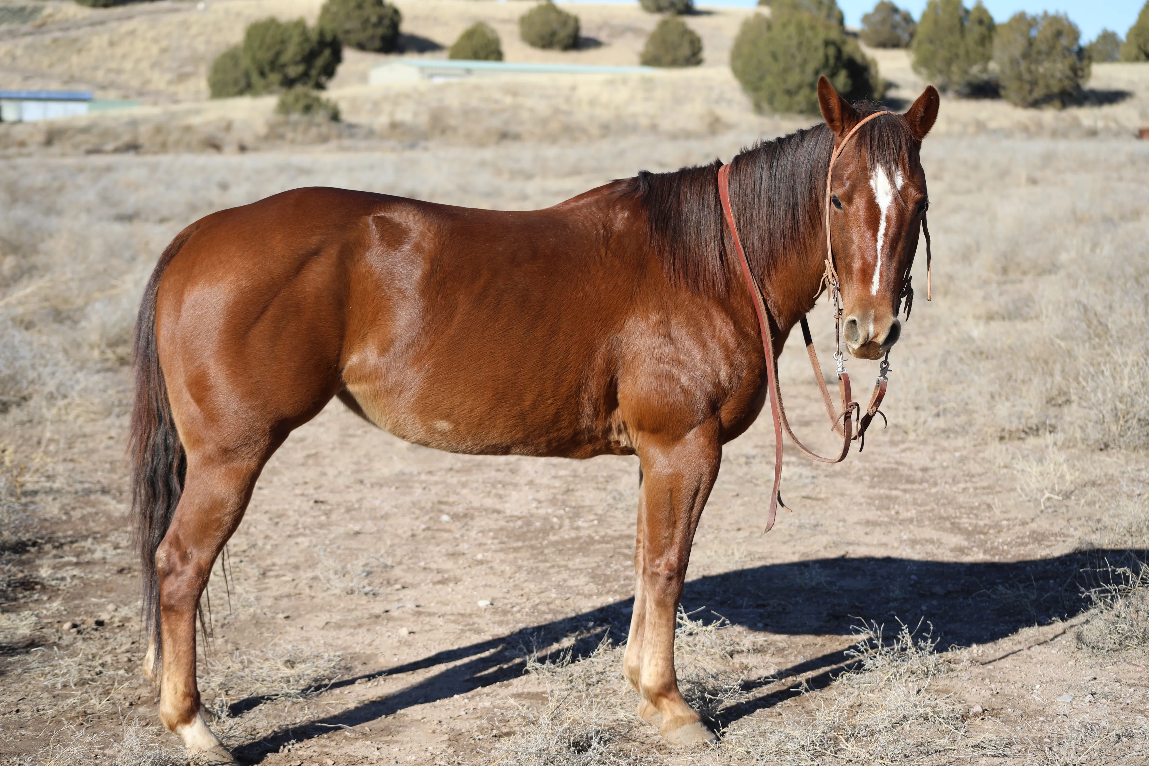 Horse standing in high desert terrain