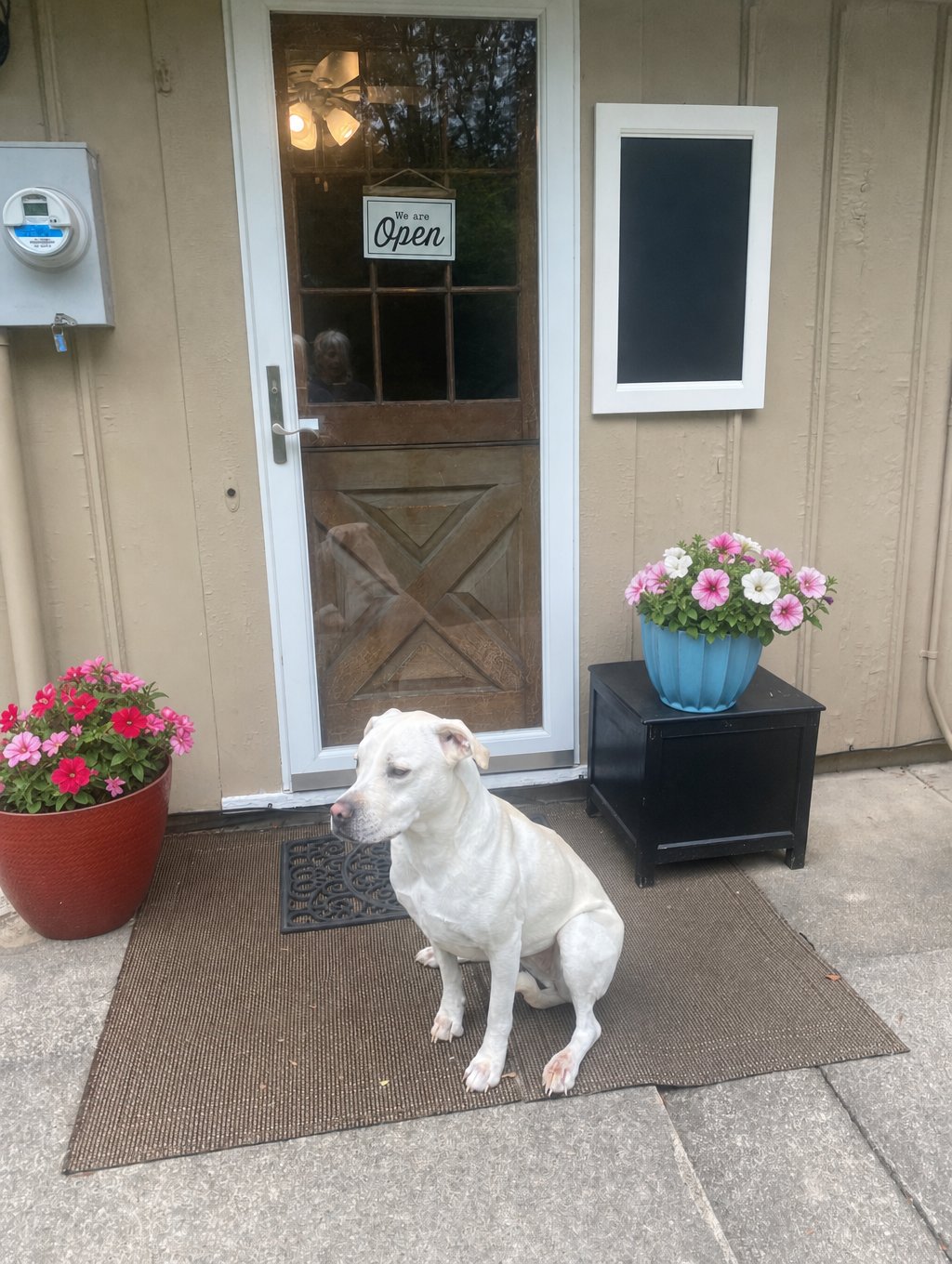 Daisy, Rebecca’s Lab/Boxer mix, at the studio gallery entrance beside pots of flowers