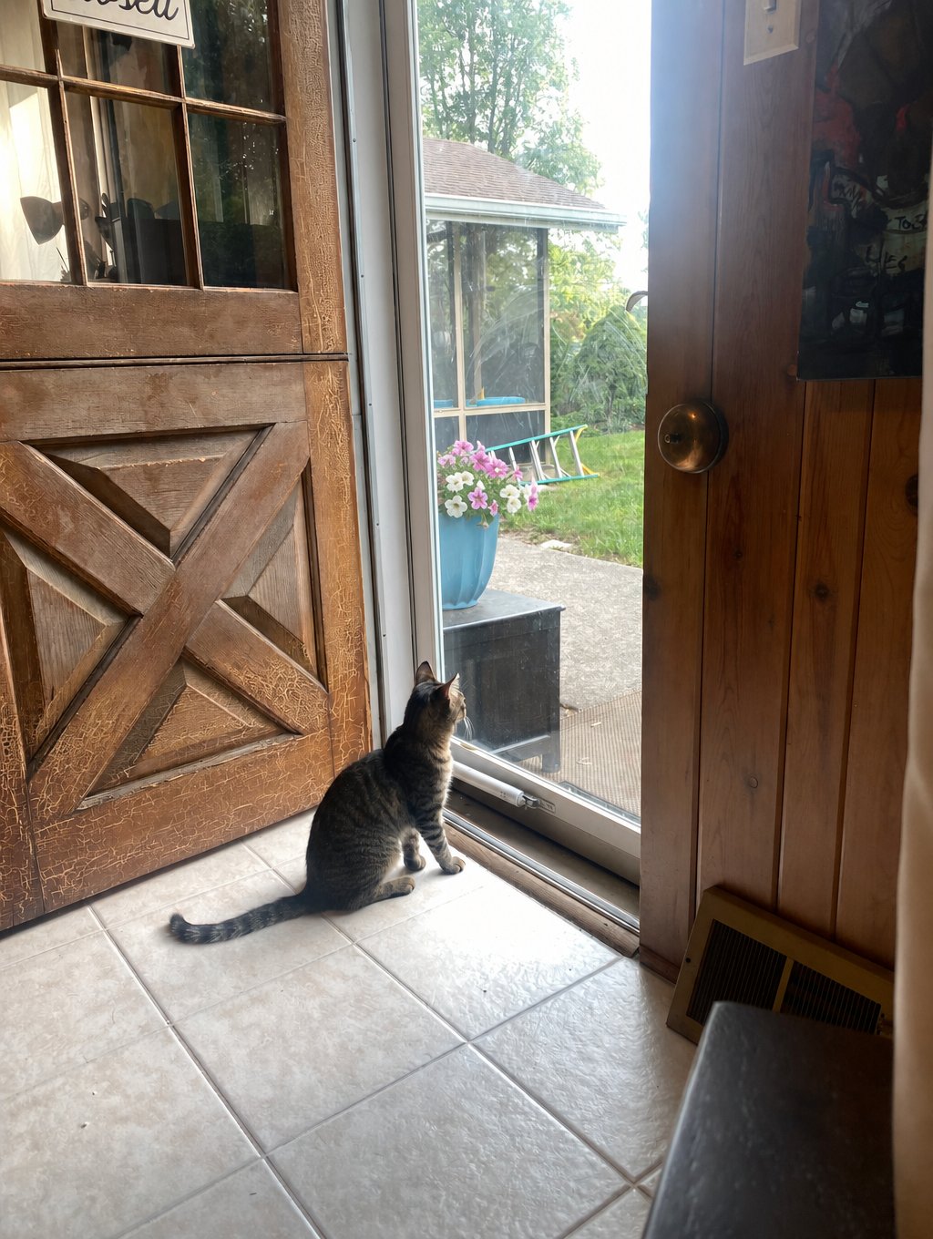 Frankie, Rebecca’s tabby, looking through the studio door toward a blue pot of flowers