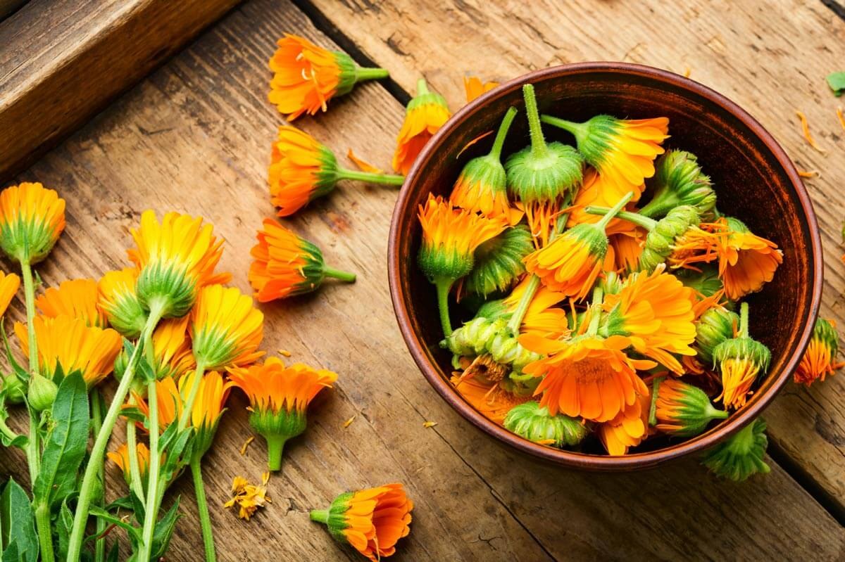 Fresh calendula flowers