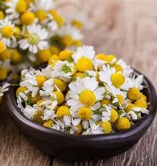 Chamomile flowers