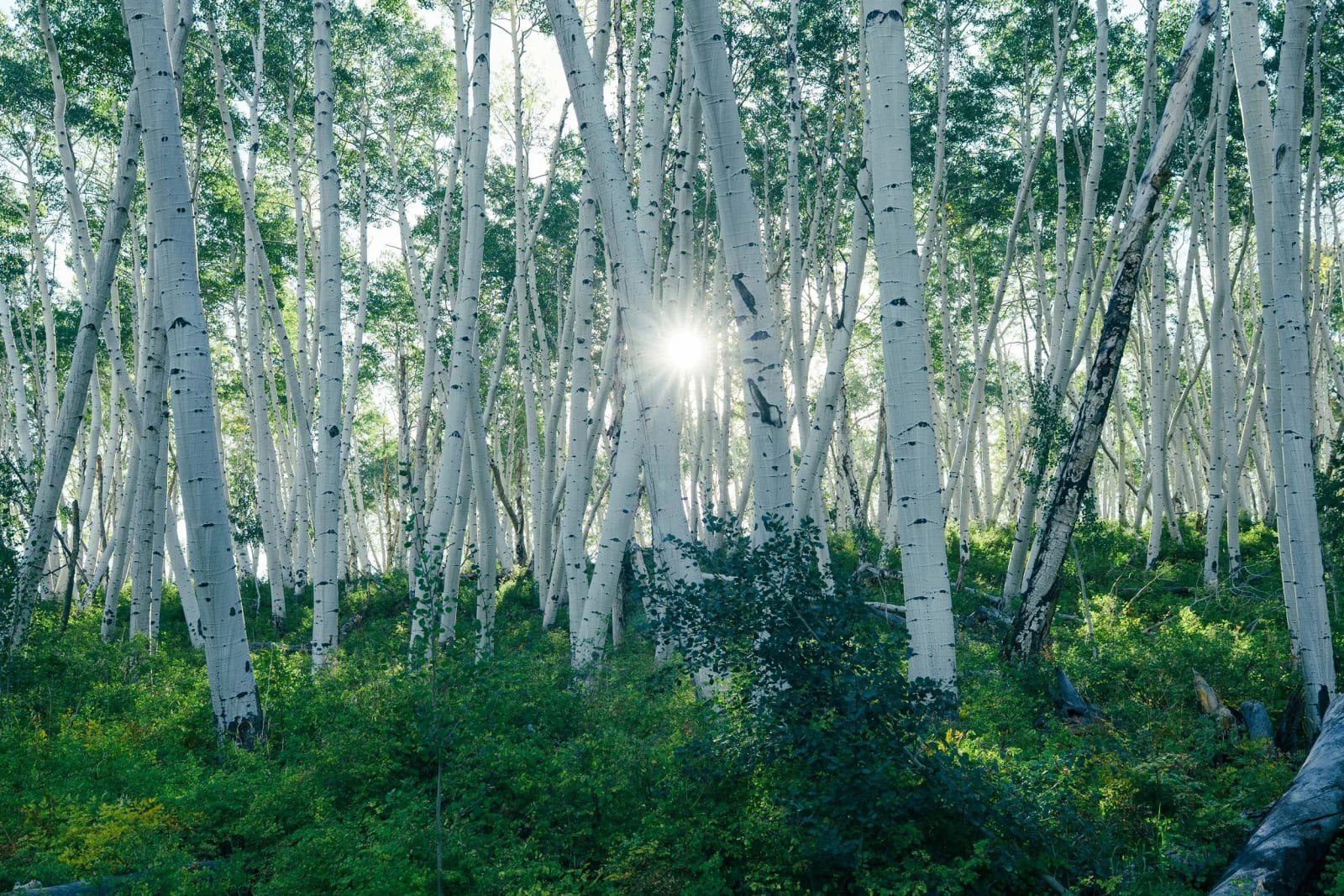 Sunlight through Colorado aspen trees