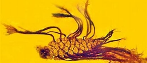 Featured image for Pine Pods in Amber