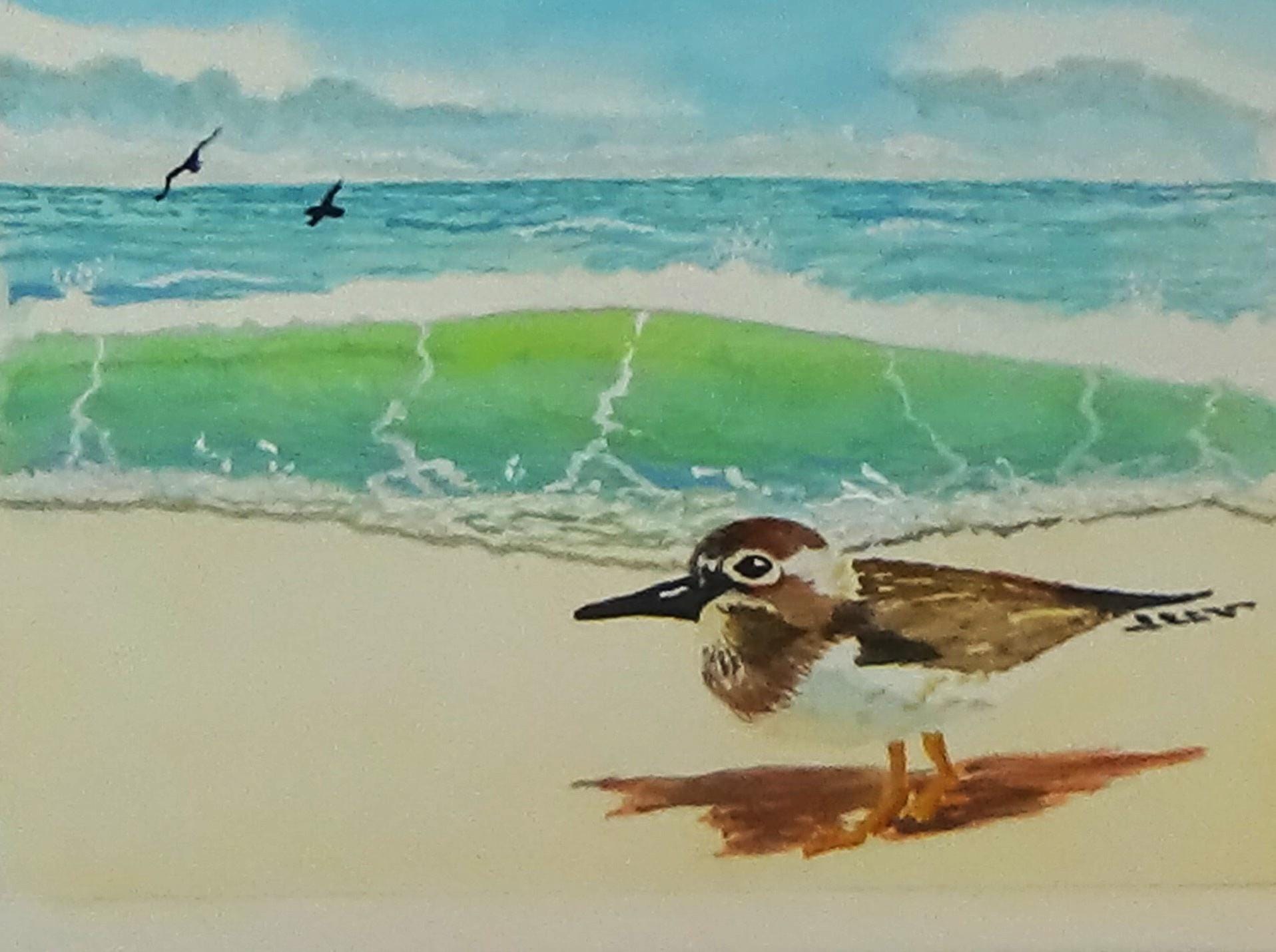 Sandpiper on the beach, original watercolor