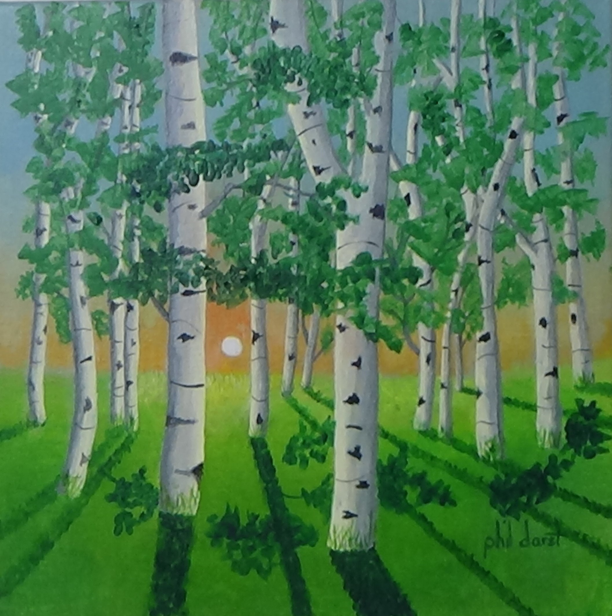 Birch tree forest in spring near sundown