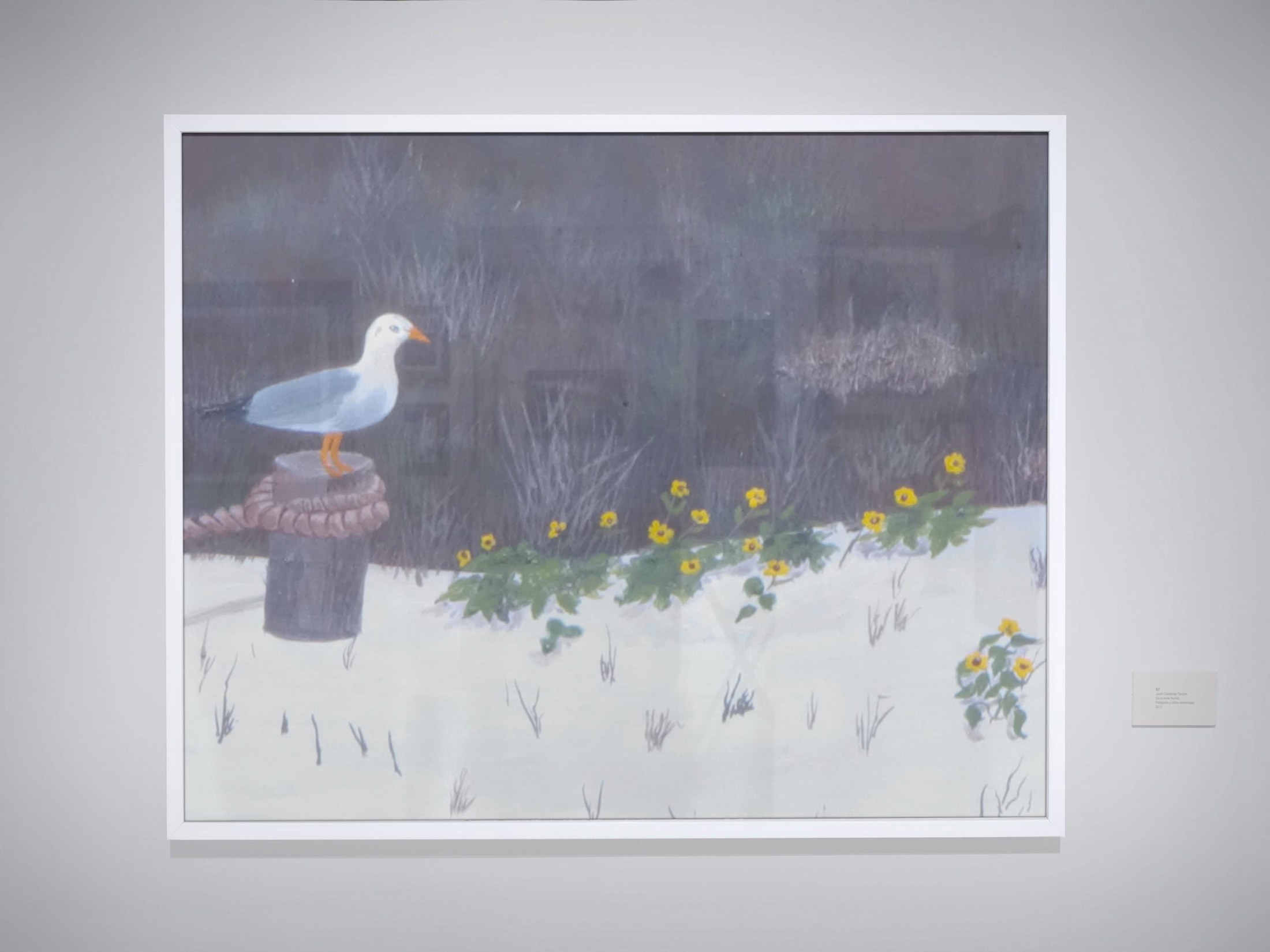 seagull on post looking at yellow wildflowers on siesta key sandy beach florida beach scene wildlife print Phil Darst, view 3