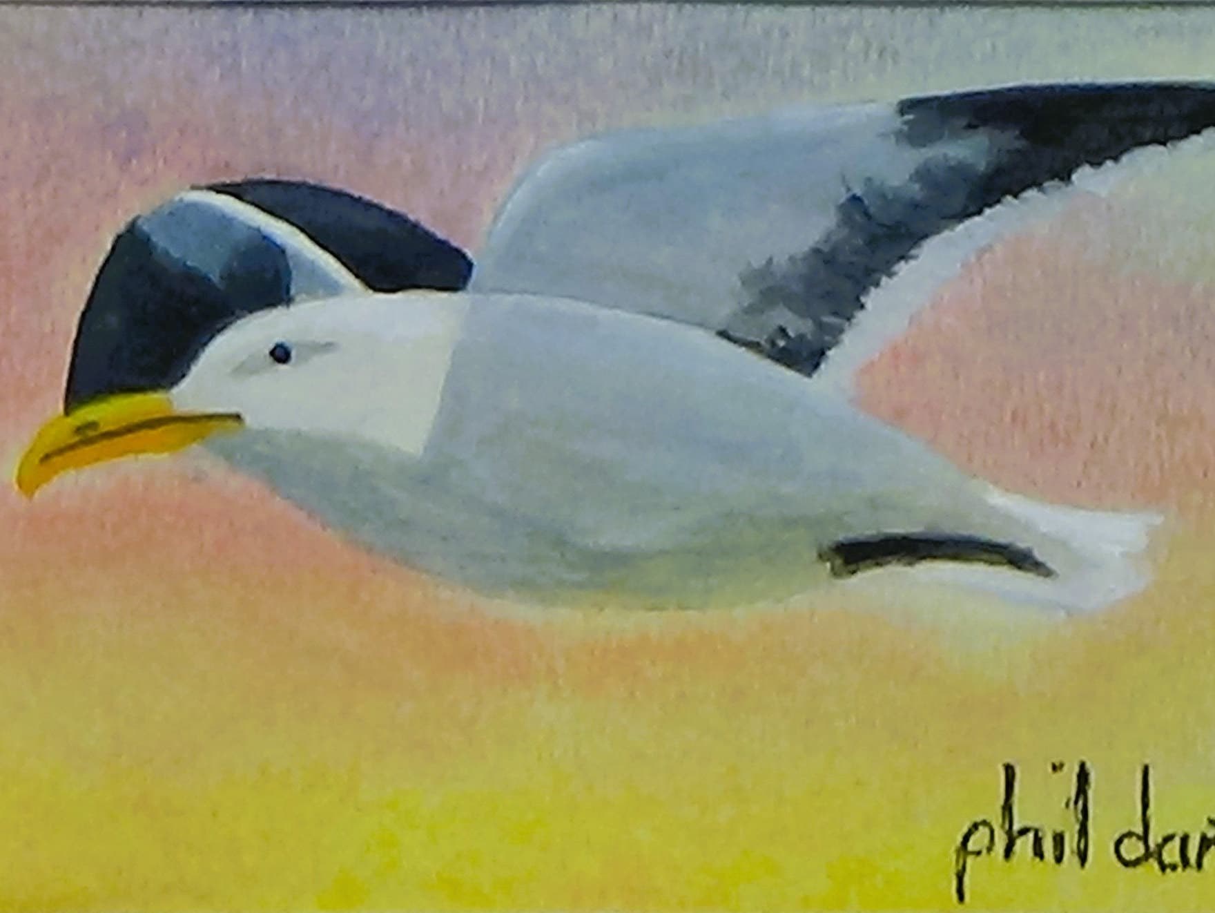 Seagull in flight