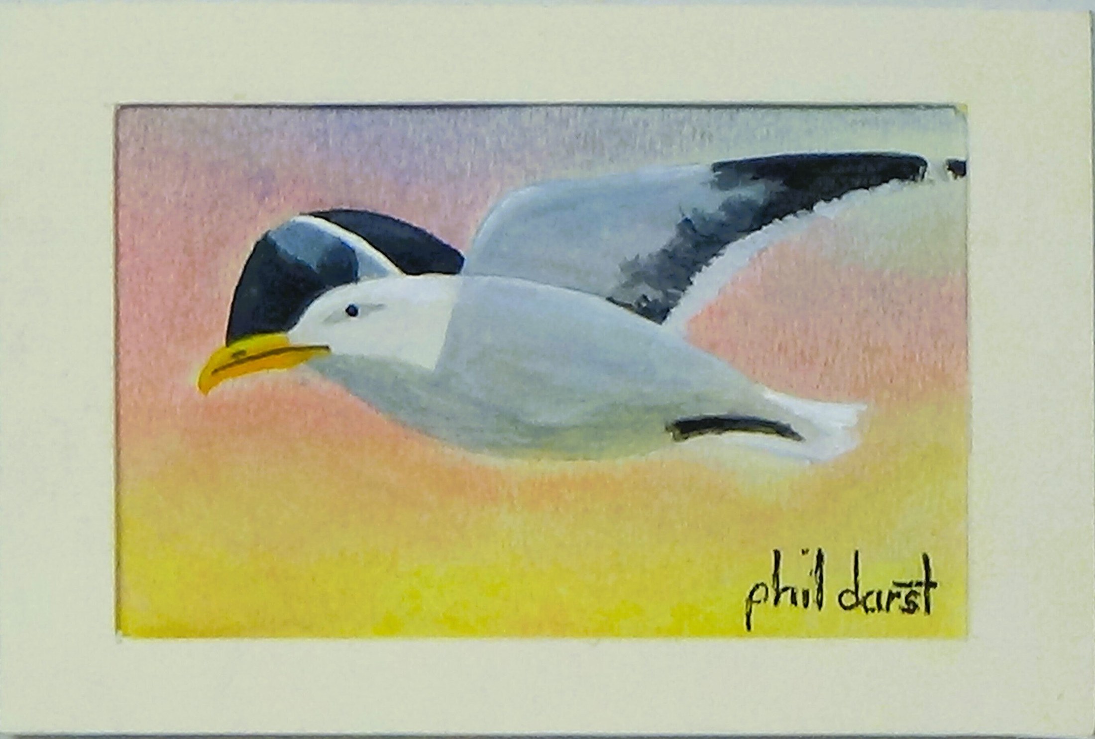 Seagull in flight, view 2