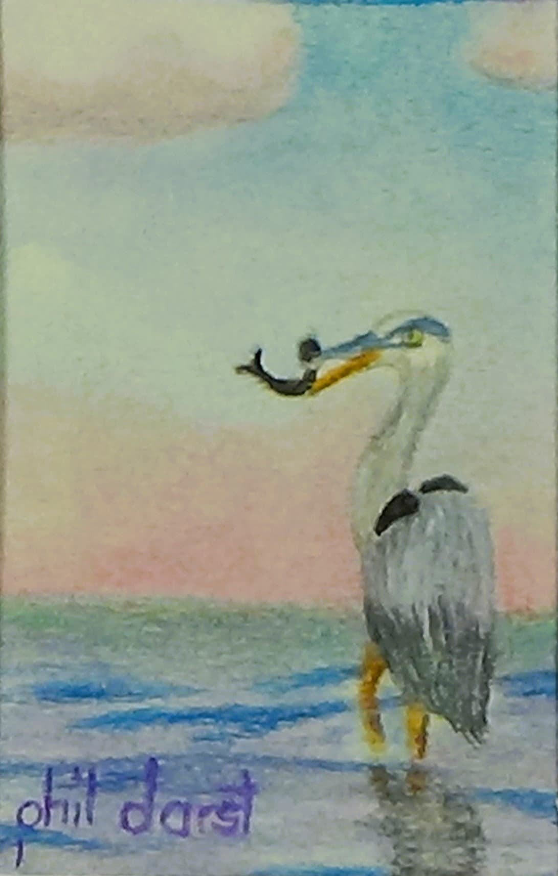 Pelican ceating fish