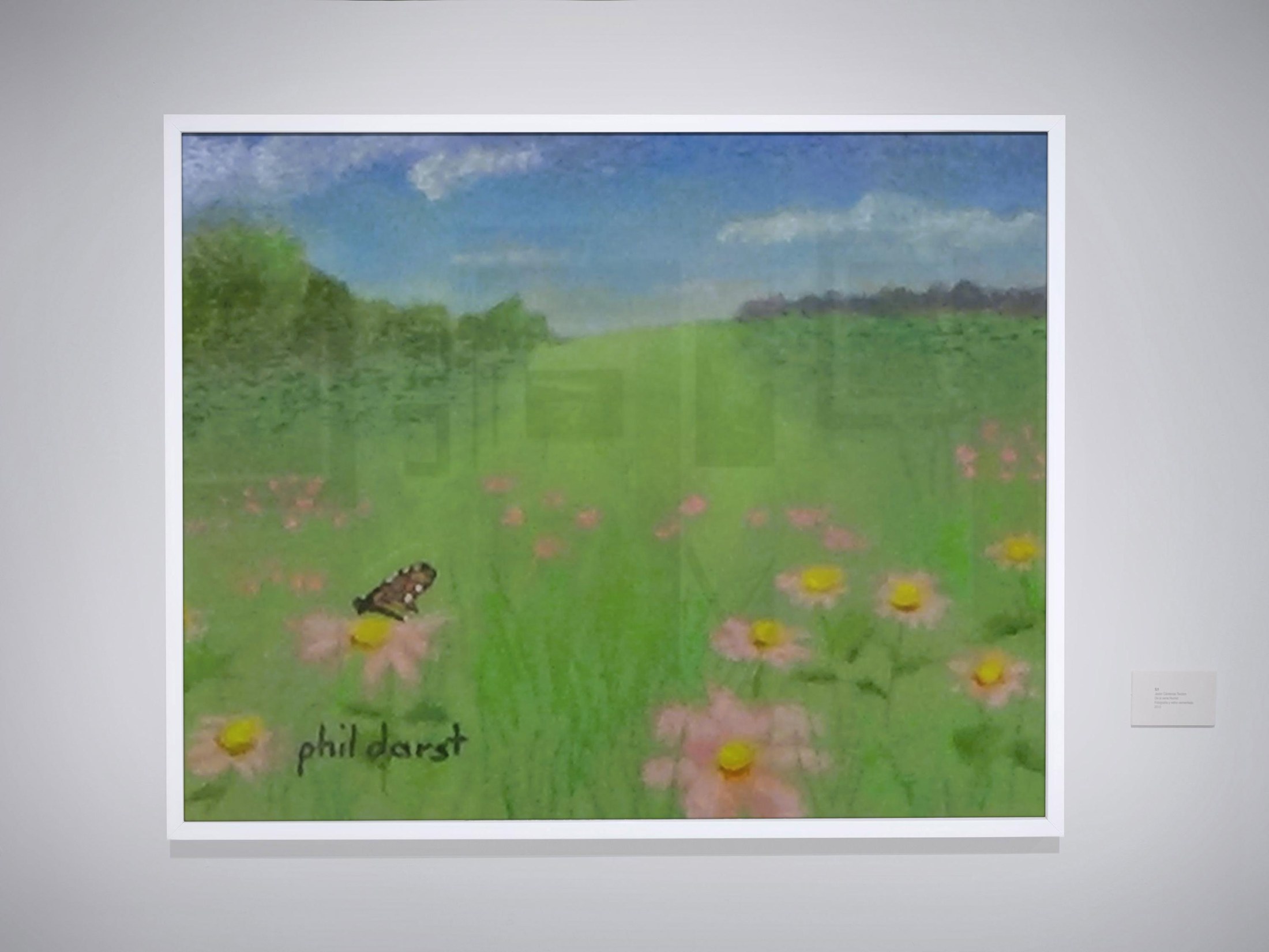 Pink flowers in a sunny meadow, view 2