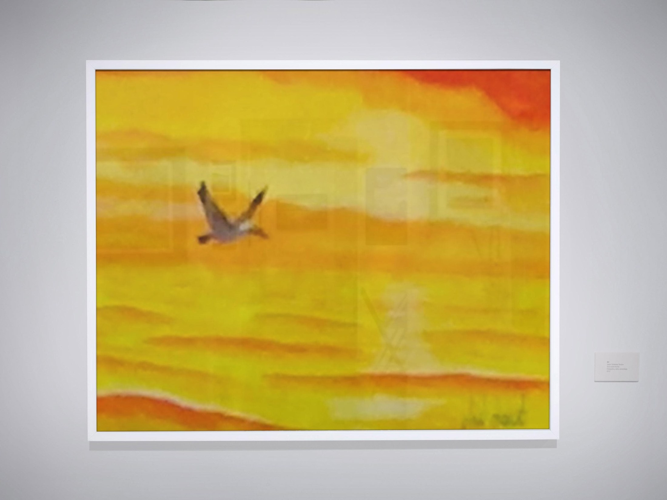 Pelican in flight in golden sky, view 2