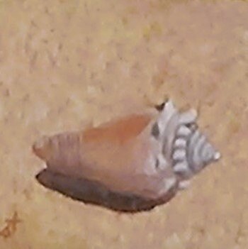 Shell on the beach #1