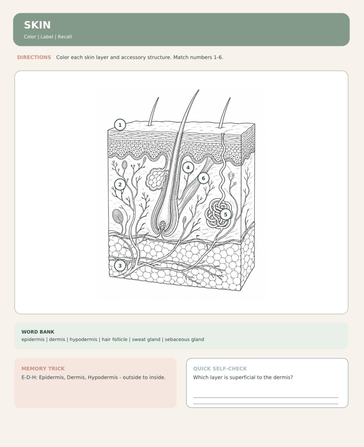 Anatomy Made Easy Coloring Book | Nursing Student Study Guide (PDF), view 5