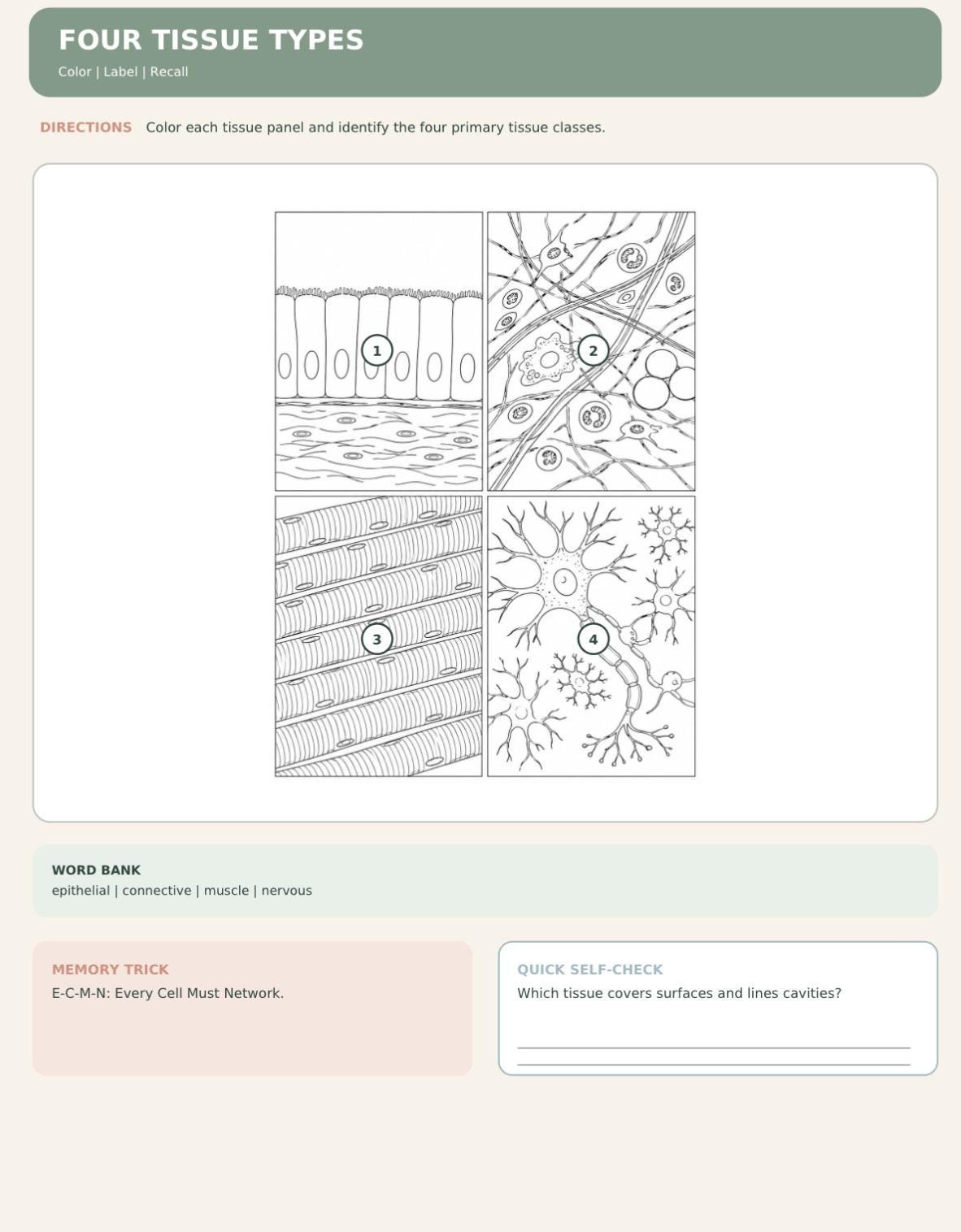 Anatomy Made Easy Coloring Book | Nursing Student Study Guide (PDF), view 6