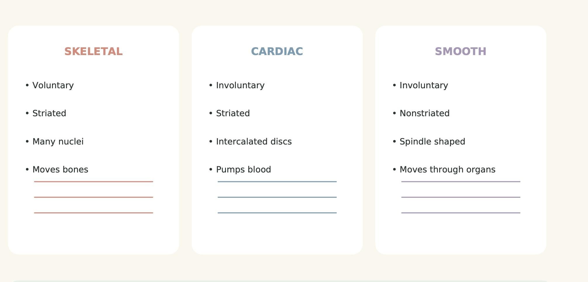 Anatomy and Physiology 1 Worksheets, ADHD-Friendly Printable A&P Study Bundle, 12 PDF Learning Sheets, view 6