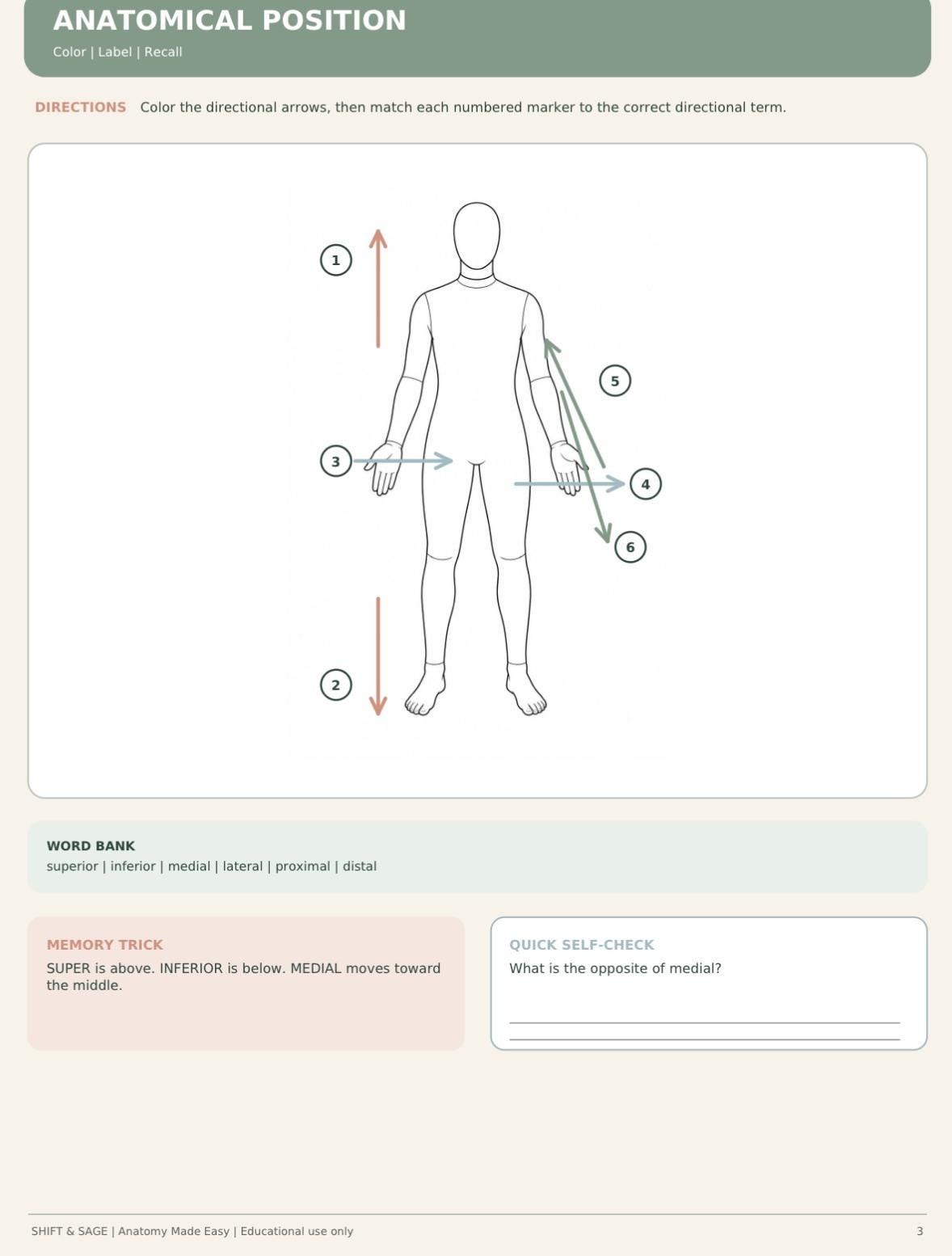 Anatomy Made Easy Coloring Book | Nursing Student Study Guide (PDF), view 3