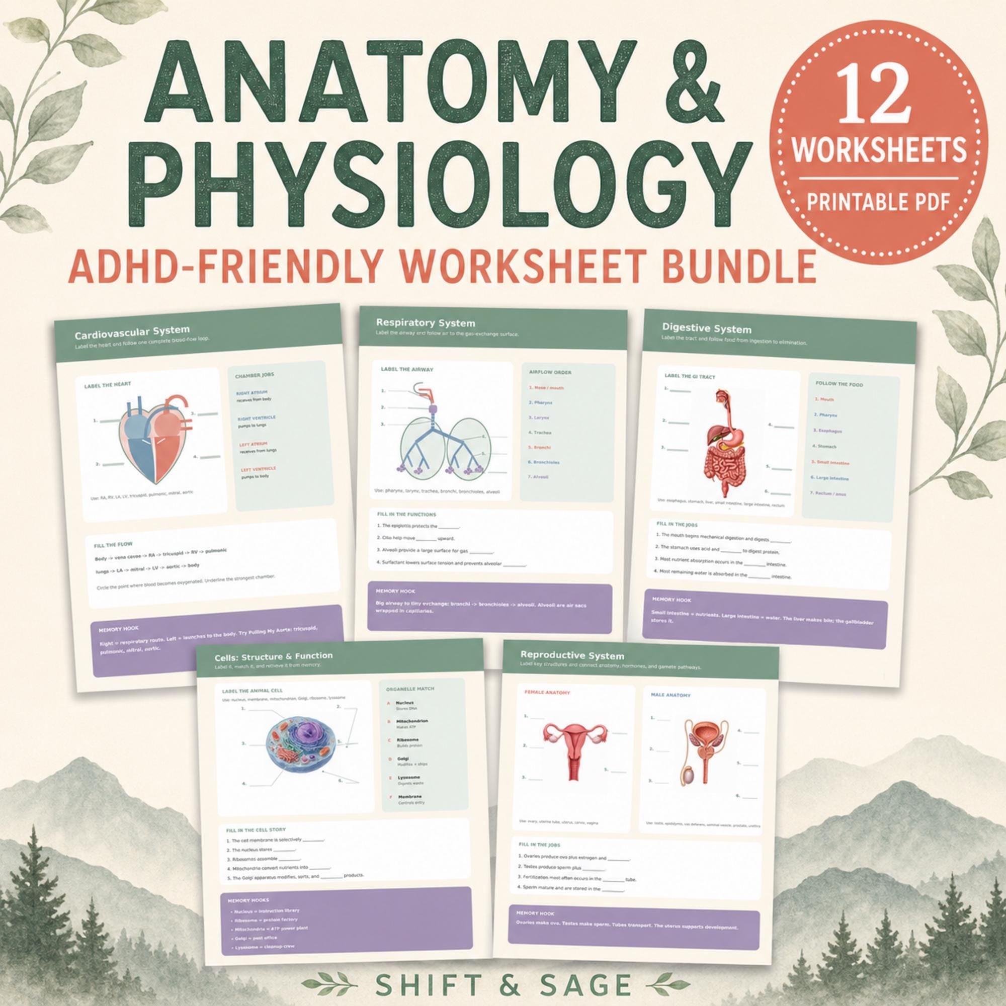 Anatomy and Physiology 1 Worksheets, ADHD-Friendly Printable A&P Study Bundle, 12 PDF Learning Sheets