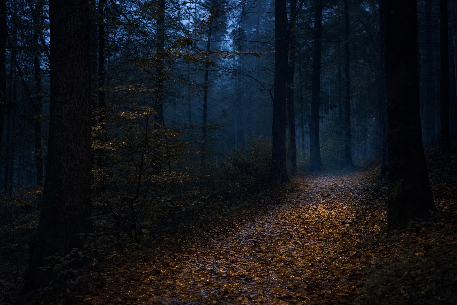 A leaf-covered woodland path at blue hour in an autumn forest