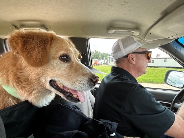Dog looking out from a vehicle