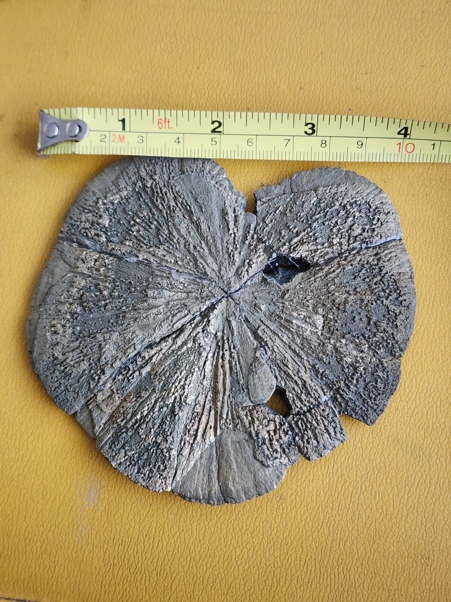 Large Pyrite Sun Pyrite Dollar from USA  4.2" ACROSS