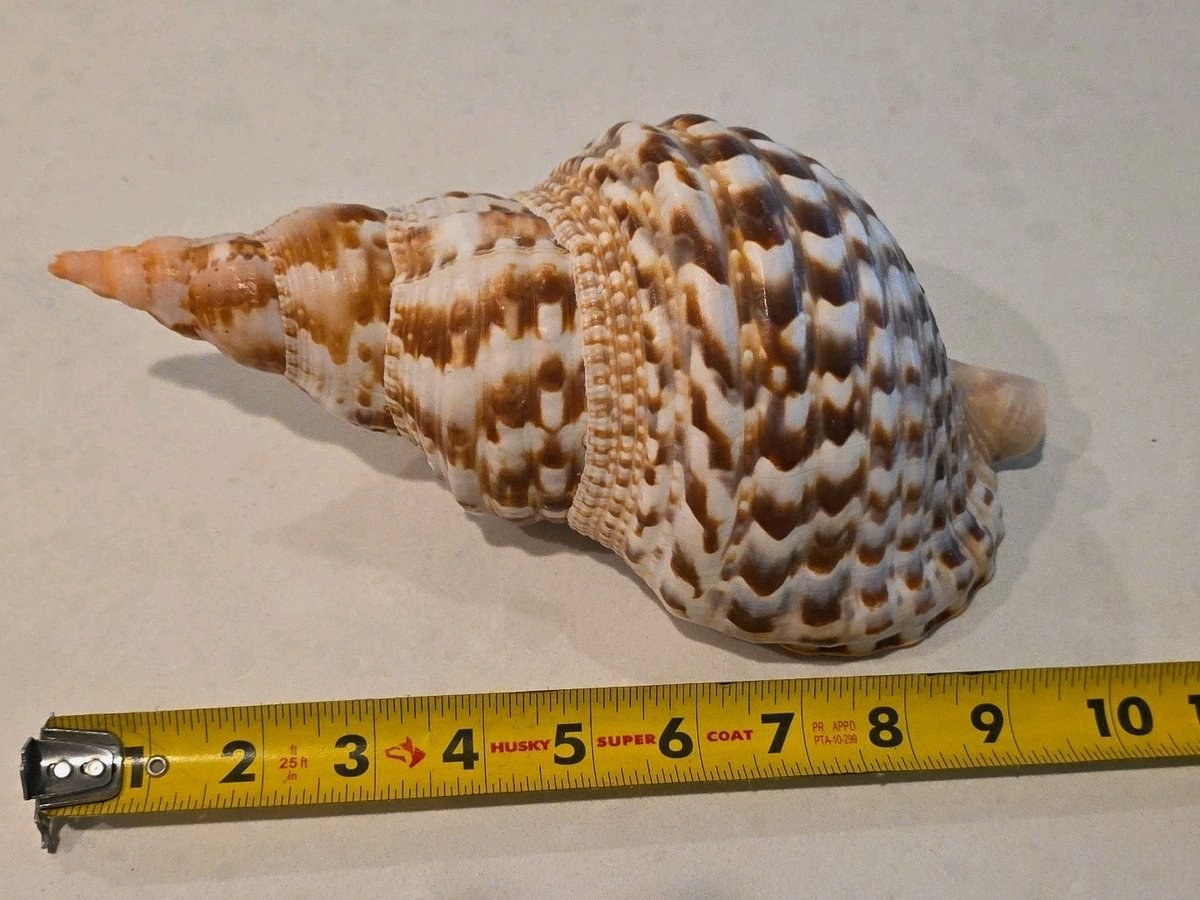 🐚 VINTAGE LARGE TRUMPET TRITON CONCH SEASHELL SHELL 9.5” CHARONIA TRITONIS 🐚