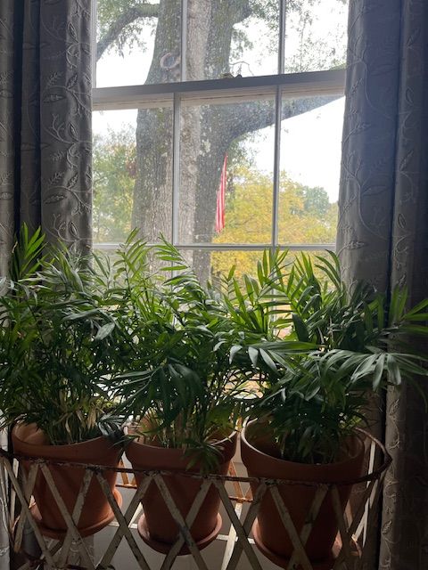Plants beside the sitting room window