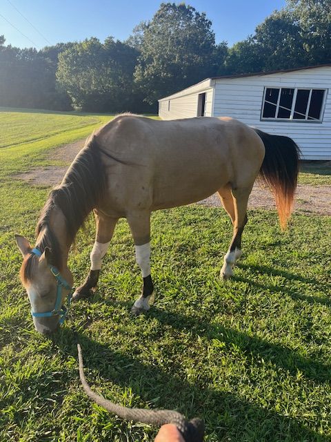 A horse grazing near the barn