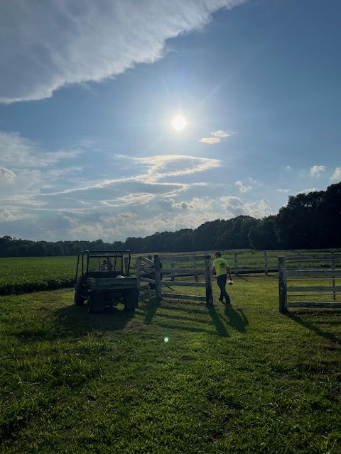 Moonlight above the paddock