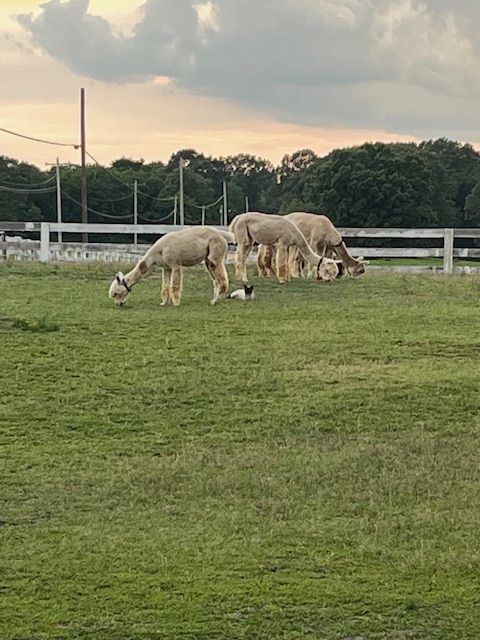 Alpacas grazing at sunset