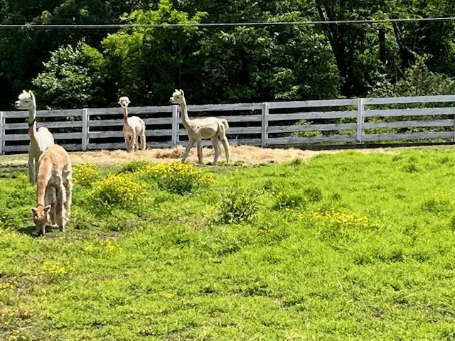Alpacas resting in the pasture