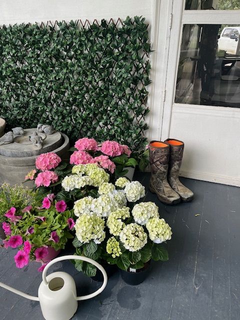 Flowering hydrangeas beside the house