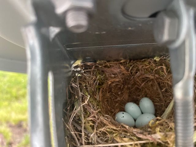 Eggs in a nesting box
