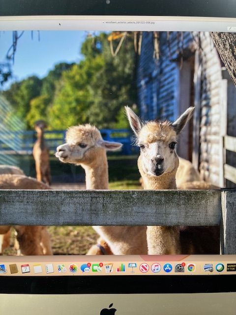 Alpacas beside the fence