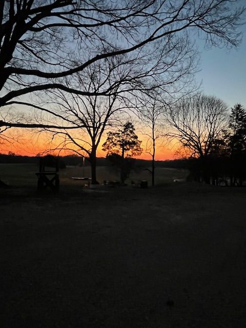 Evening light behind bare trees