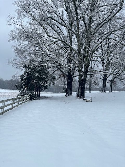 Snow-covered trees beside the paddock fence