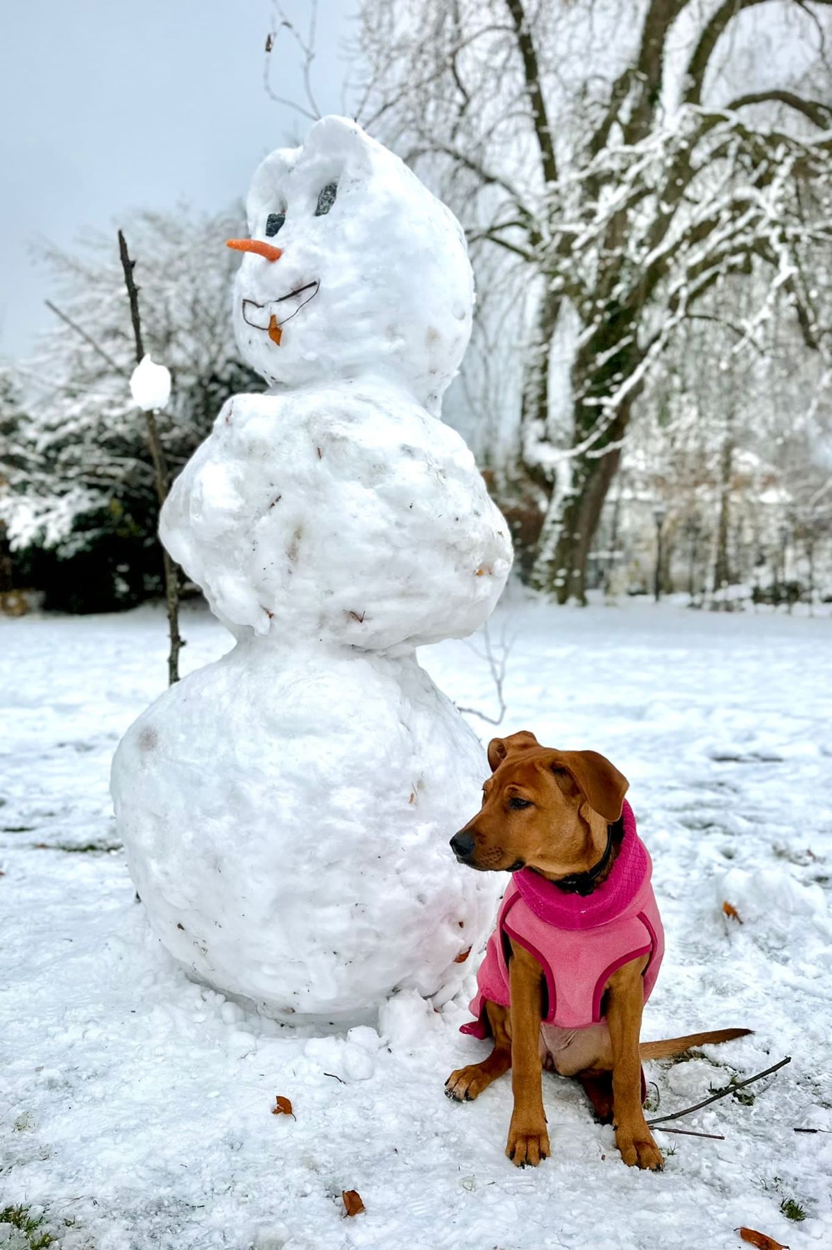 A dog beside a snowman on the estate