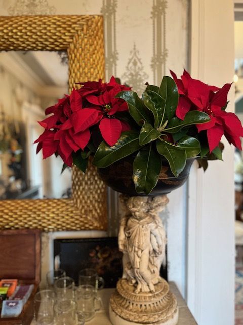 Red poinsettias at Woodlawn