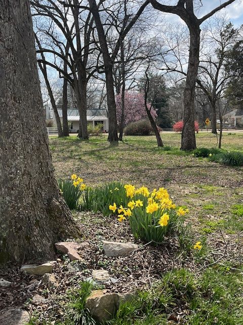 Daffodils blooming beside the trees