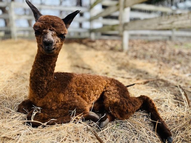An alpaca resting in the straw
