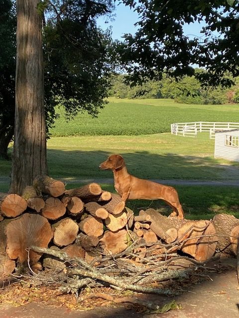 Stacked firewood beside a tree