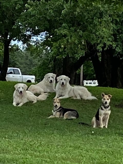 Alpacas resting beneath a tree