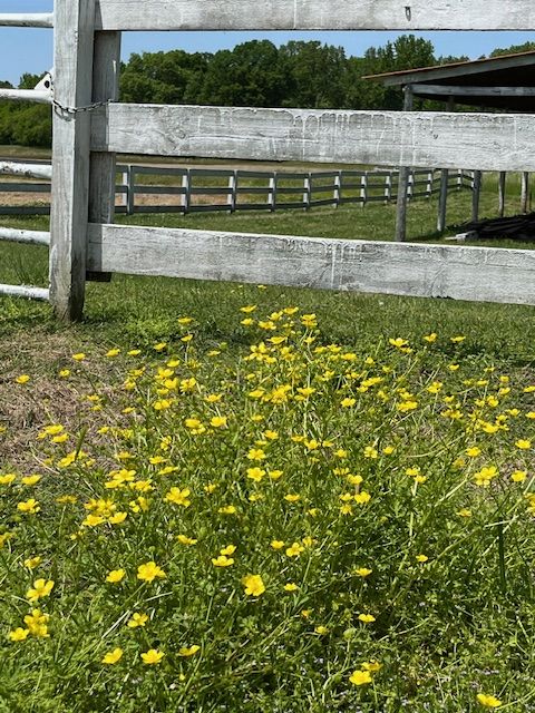 Spring flowers beside a white fence